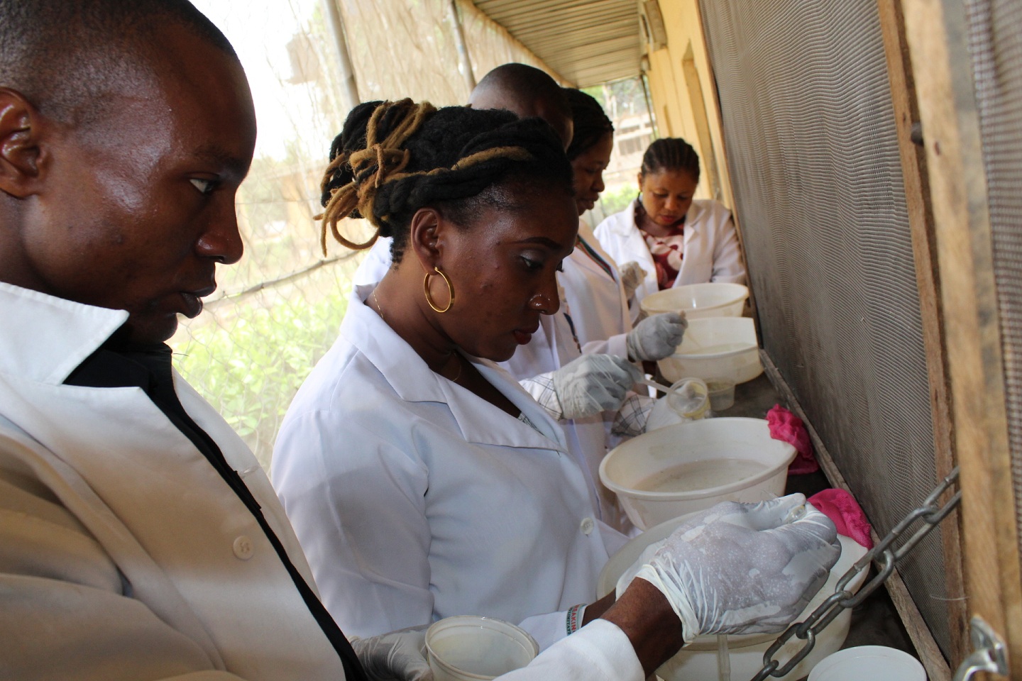 Entomologists carrying out separation of Pupae from Larvae